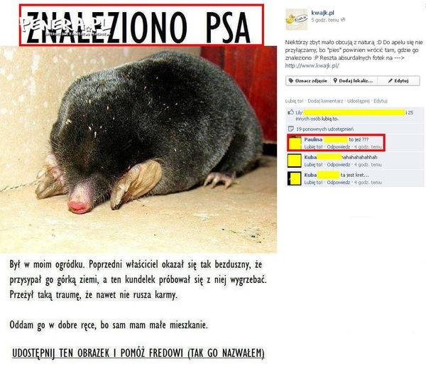 Znaleziono psa