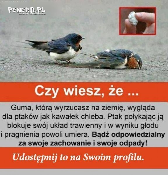 Czy wiesz że?