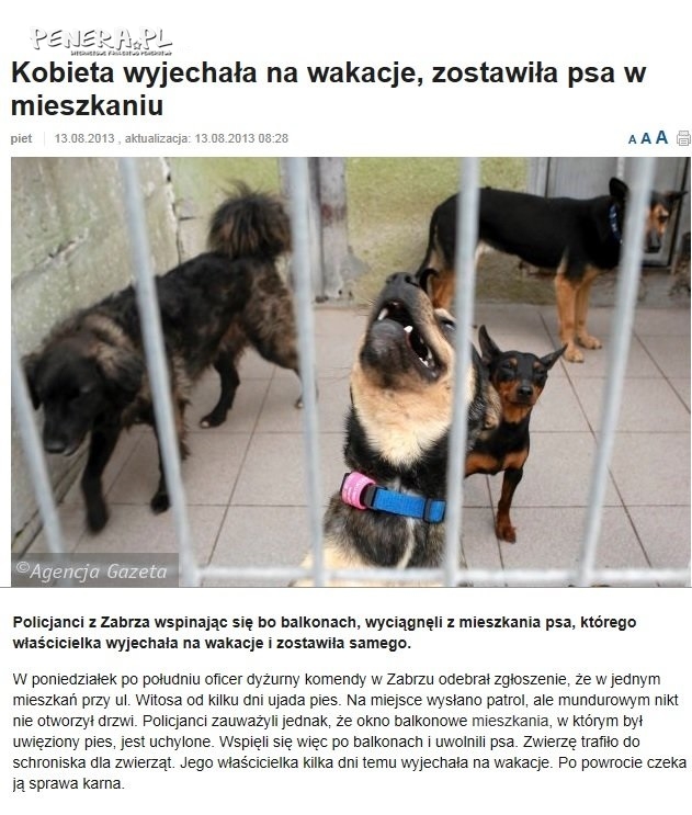 Wyjechała a psa zostawiła w domu