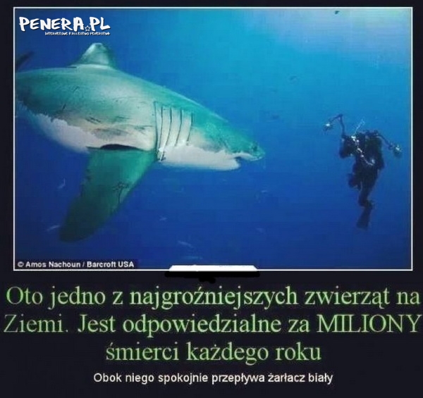 Najgroźniejsze ze zwierząt