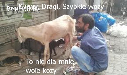 Kurwy dragi szybkie wozy