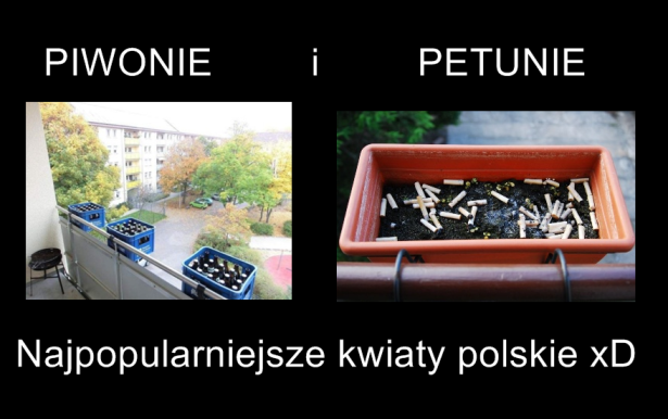 Najpopularniejsze polskie kwiaty