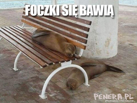 Foczki się bawią albo już są po zabawie