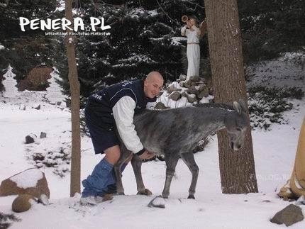 W rosji też mają amatorów osiołków