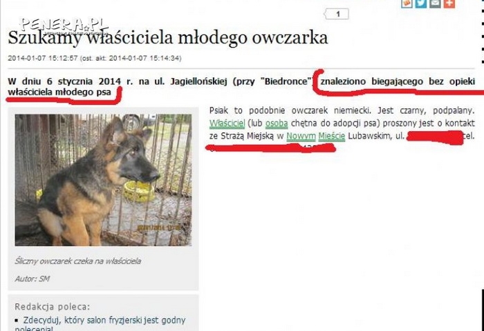 Pies zgubił właściciela