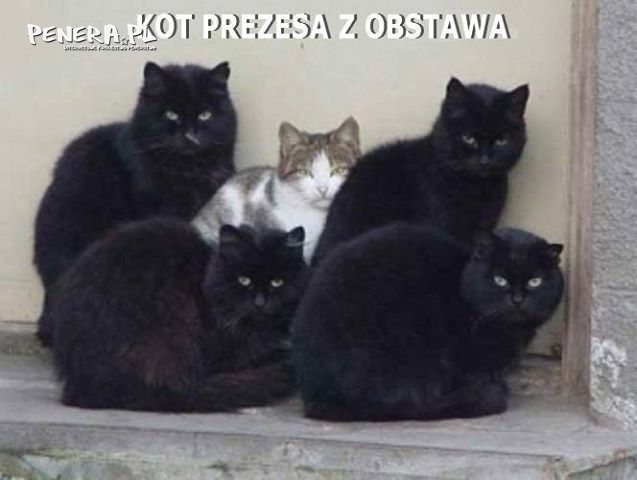 Kot prezesa też dostał obstawę