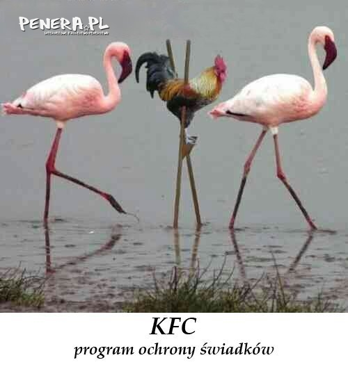 KFC - Program ochrony świadków