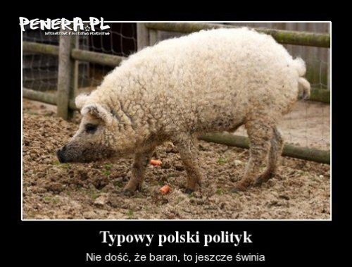 Typowy polski polityk