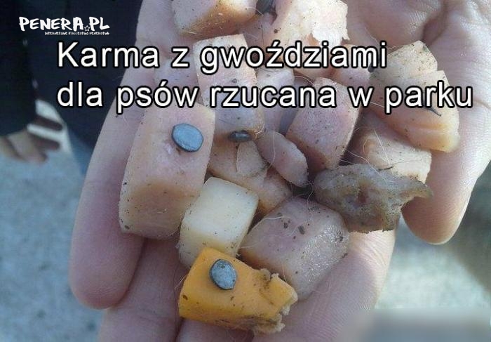 Karma z gwoździami dla psów